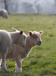 FZ012240 Lambs in field.jpg